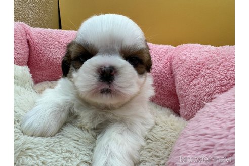 成約済の東京都のシーズー-349513の1枚目