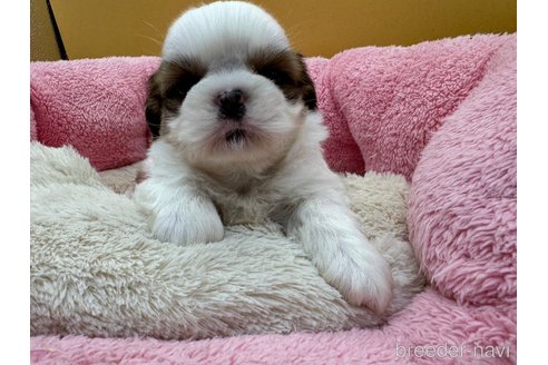 成約済の東京都のシーズー-349513の2枚目