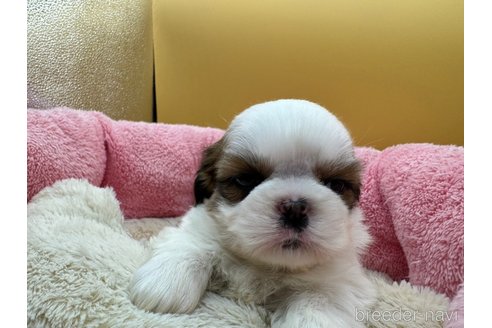 成約済の東京都のシーズー-349513の3枚目