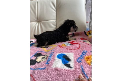 成約済の静岡県のミックス犬-349517の2枚目