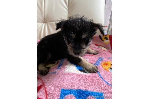 成約済の静岡県のミックス犬-349517の3枚目