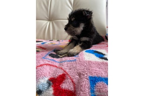 成約済の静岡県のミックス犬-349517の5枚目
