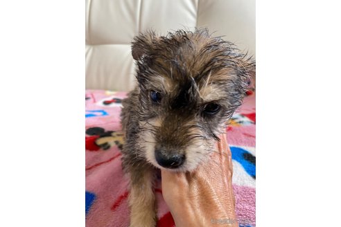 成約済の静岡県のミックス犬-349520の3枚目