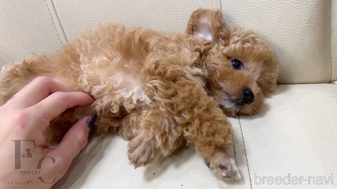 販売中の栃木県のタイニープードル-349521の11枚目