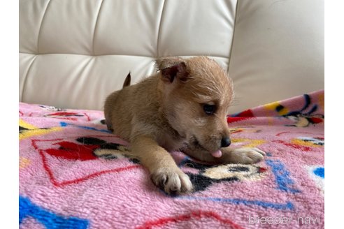 成約済の静岡県のミックス犬-349523の5枚目