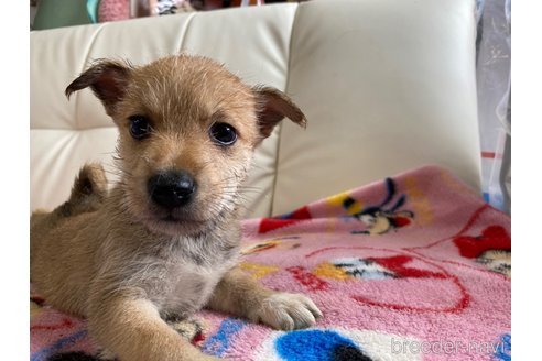 成約済の静岡県のミックス犬-349523の2枚目