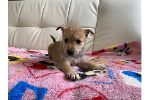 成約済の静岡県のミックス犬-349523の3枚目