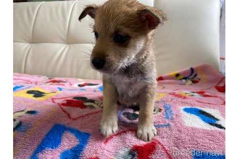 成約済の静岡県のミックス犬-349523の4枚目