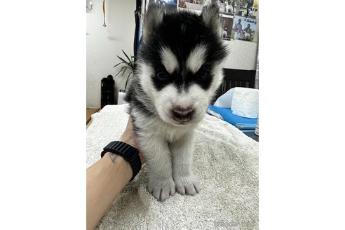 成約済の千葉県のシベリアンハスキー-349522の7枚目