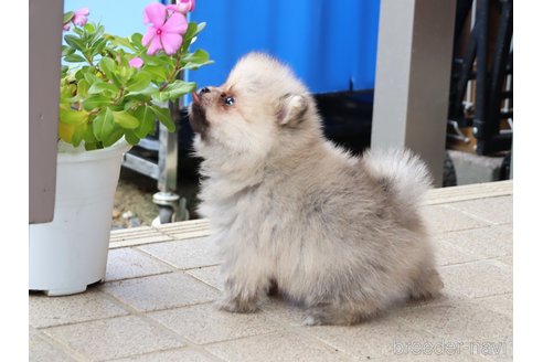 成約済の埼玉県のポメラニアン-349526の7枚目