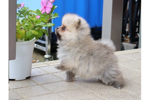成約済の埼玉県のポメラニアン-349526の6枚目