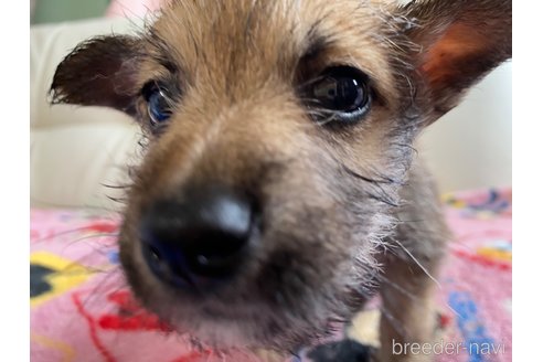 成約済の静岡県のミックス犬-349527の2枚目