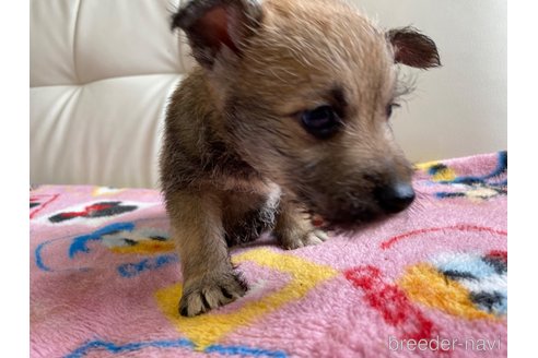 成約済の静岡県のミックス犬-349527の3枚目