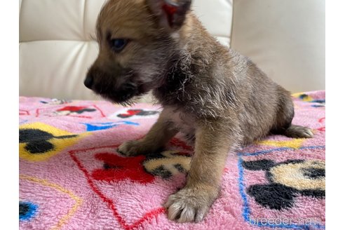 成約済の静岡県のミックス犬-349527の4枚目