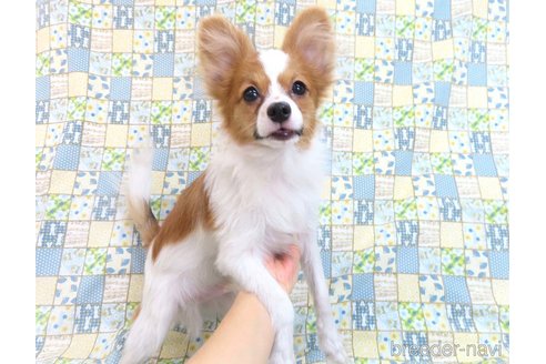 成約済の千葉県のパピヨン-320583の15枚目