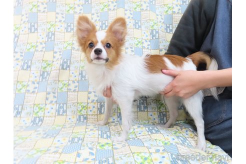 成約済の千葉県のパピヨン-320583の12枚目