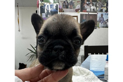 成約済の千葉県のフレンチブルドッグ-349534の1枚目