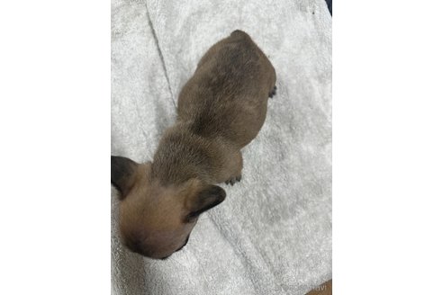 成約済の千葉県のフレンチブルドッグ-349534の5枚目
