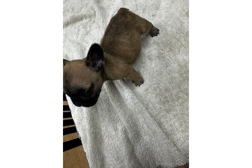 成約済の千葉県のフレンチブルドッグ-349534の2枚目