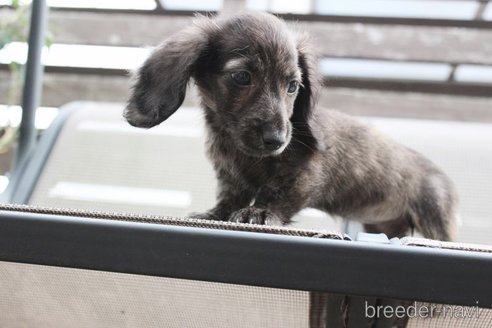 成約済の岡山県のカニンヘンダックスフンド(ロングヘアード)-340668の3枚目