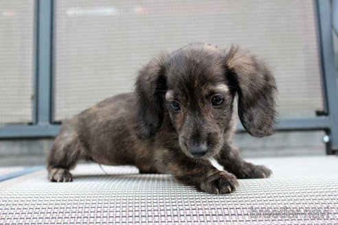 成約済の岡山県のカニンヘンダックスフンド(ロングヘアード)-340668の2枚目