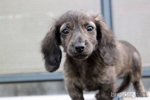 成約済の岡山県のカニンヘンダックスフンド(ロングヘアード)-340668の7枚目