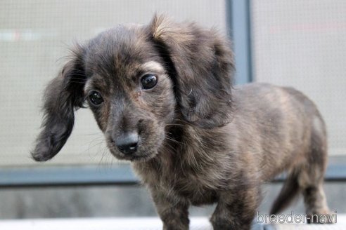 成約済の岡山県のカニンヘンダックスフンド(ロングヘアード)-340668の11枚目