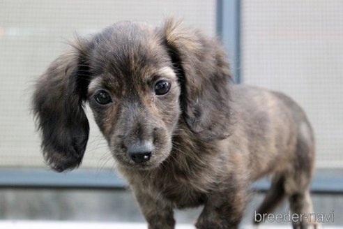 成約済の岡山県のカニンヘンダックスフンド(ロングヘアード)-340668の12枚目