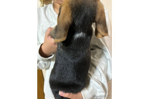 成約済の栃木県のビーグル-349541の2枚目