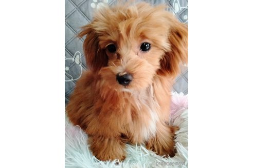成約済の埼玉県のマルプー:マルチーズ×トイプードル-329840の4枚目