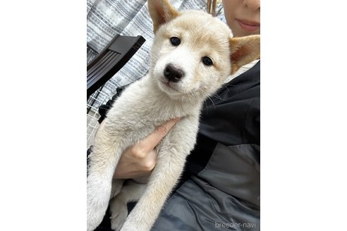 成約済の千葉県の柴犬-344171