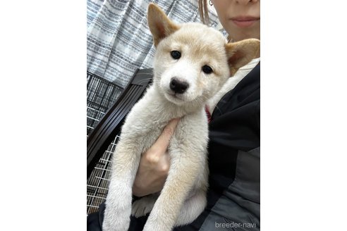 成約済の千葉県の柴犬-344171の3枚目