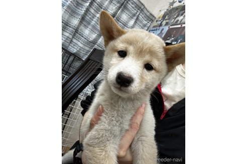 成約済の千葉県の柴犬-344171の4枚目