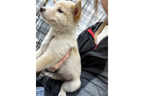 成約済の千葉県の柴犬-344171の5枚目