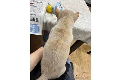 成約済の千葉県の柴犬-344171の2枚目