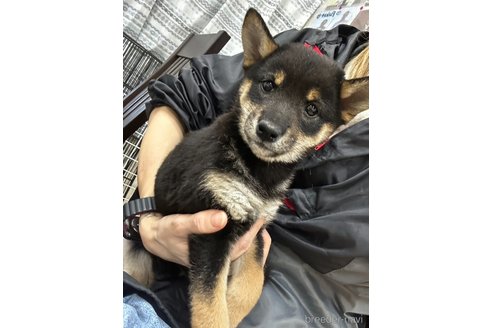 成約済の千葉県の柴犬-344168の3枚目