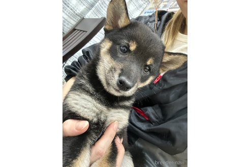 成約済の千葉県の柴犬-344168の4枚目