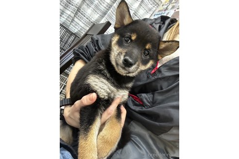 成約済の千葉県の柴犬-344168