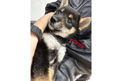 成約済の千葉県の柴犬-344168の5枚目