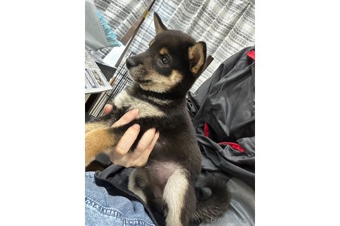 成約済の千葉県の柴犬-344168の2枚目