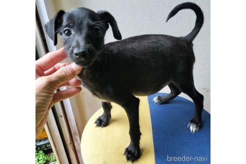 成約済の岐阜県のミックス犬-349566の1枚目