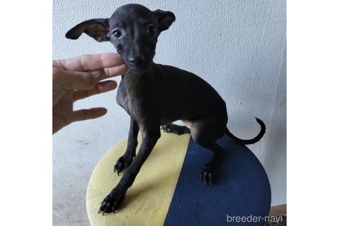 成約済の岐阜県のミックス犬-349570の1枚目