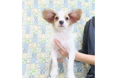 成約済の千葉県のパピヨン-330961の30枚目