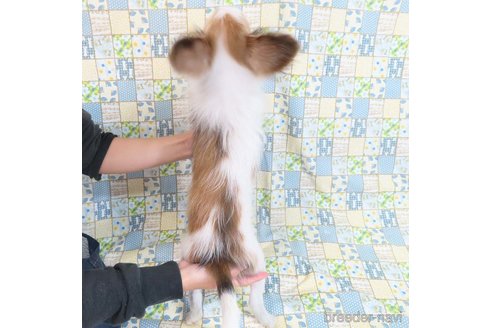 成約済の千葉県のパピヨン-330961の29枚目