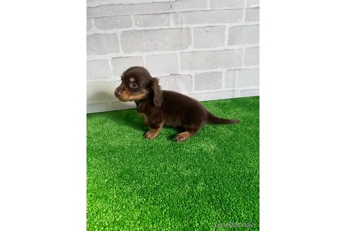 成約済の愛知県のミニチュアダックスフンド(ロングヘアード)-349573の7枚目