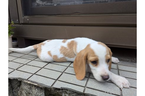 成約済の群馬県のビーグル-349581の2枚目