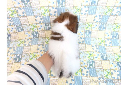 成約済の千葉県のパピヨン-345812の22枚目