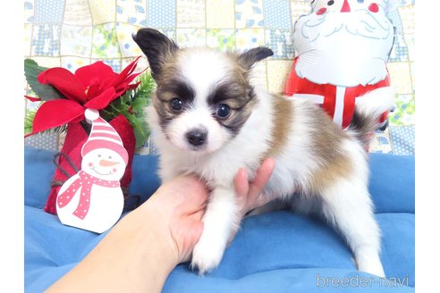 成約済の千葉県のパピヨン-345827の2枚目