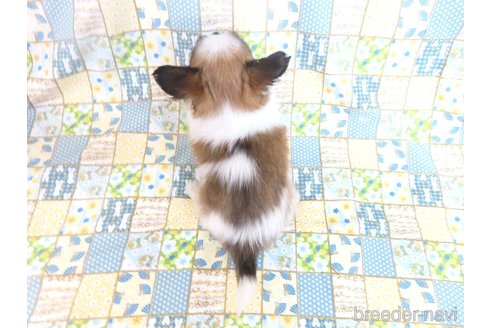 成約済の千葉県のパピヨン-345827の5枚目