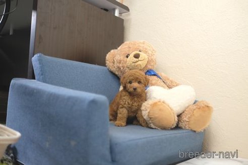 成約済の滋賀県のトイプードル-349591の2枚目